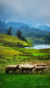 Sheep Farm